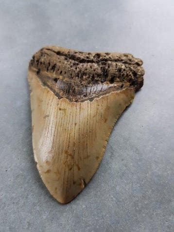 Megalodon - Fossiele tand - 115 mm - 85 mm, Verzamelen