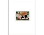 The Mushroom Collector - The Mushroom Collector, Boeken, Ophalen of Verzenden, Nieuw