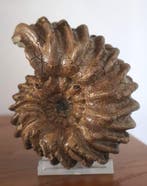 Ammoniet van Troyes - Gefossiliseerde schelp - Hoplites, Verzamelen