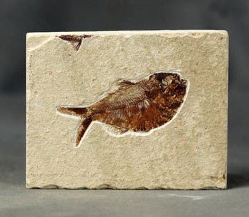 Prachtigste fossiele vis op steen - - Gefossiliseerd dier -, Verzamelen