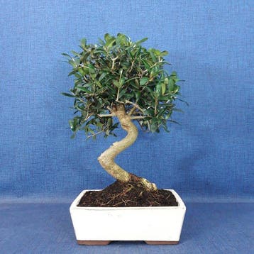 Olijf bonsai (Olea europaea) - Hoogte (boom): 35 cm - Diepte