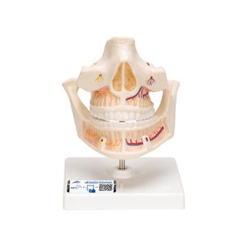 Anatomie model volwassen gebit, 16x12x13 cm, Nieuw