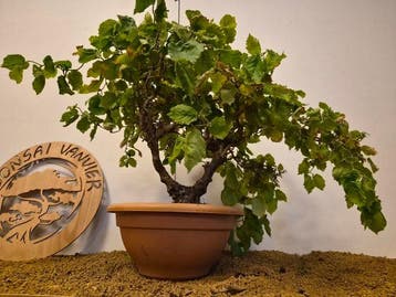corylus contorta - Hoogte (boom): 40 cm - Diepte (boom): 60