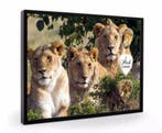 Leeuw plectrumdisplay, Verzamelen, Ophalen of Verzenden, Nieuw, Wild dier, Overige typen