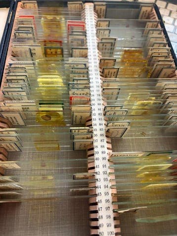 Microscope slide - botany plant algae slides - 1940-1950