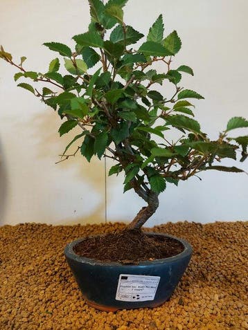 prunus insica kojou-no-mai - Hoogte (boom): 28 cm - Diepte