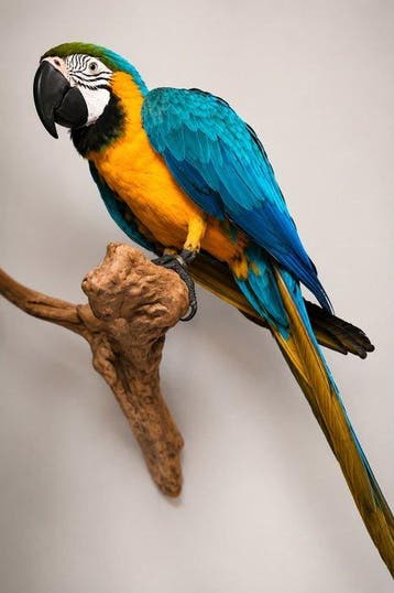 Ara Taxidermie volledige montage - Ara ararauna - 70 cm - 50, Verzamelen, Nieuw