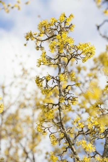 Cornus officinalis meerstammig 250-300