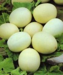 Nest Egg kalebas basiseenheid zaden, Ophalen of Verzenden, Nieuw