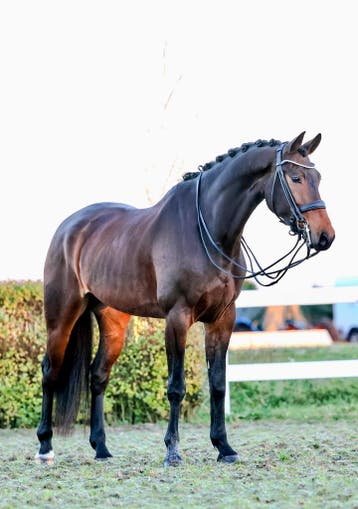 Jouw paard verkopen?, Dieren en Toebehoren, Paarden, Meerdere dieren, Z, Ontwormd
