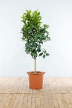 Sinaasappelboom / Citrus Sinensis op stam 125-150 cm, Tuin en Terras, Planten | Tuinplanten