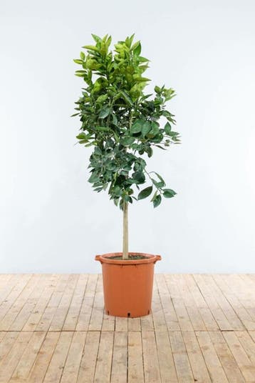 Sinaasappelboom / Citrus Sinensis op stam 125-150 cm