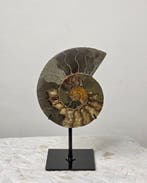 Ammoniet - Gefossiliseerd dier - Aioloceras (Cleoniceras)
