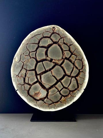 SEPTARIA- 16 kg - (1), Verzamelen