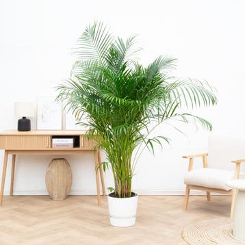 Green Bubble - Dypsis Lutescens (Areca palm) - 160cm, Ophalen of Verzenden