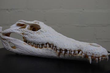 Large Nile Crocodile Schedel - Crocodylus niloticus (with, Nieuw