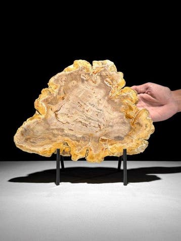 Prachtige snede van versteend hout op een op maat gemaakte