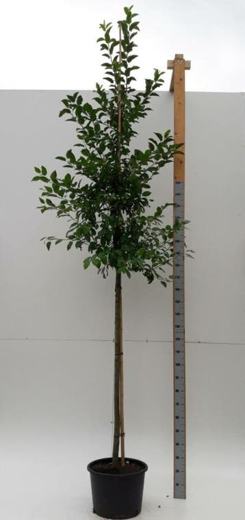 Malus Evereste hoogstam 8/10, Tuin en Terras