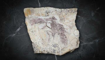 Fossiele matrix - Confuciusornis - 38 cm - 33 cm, Verzamelen