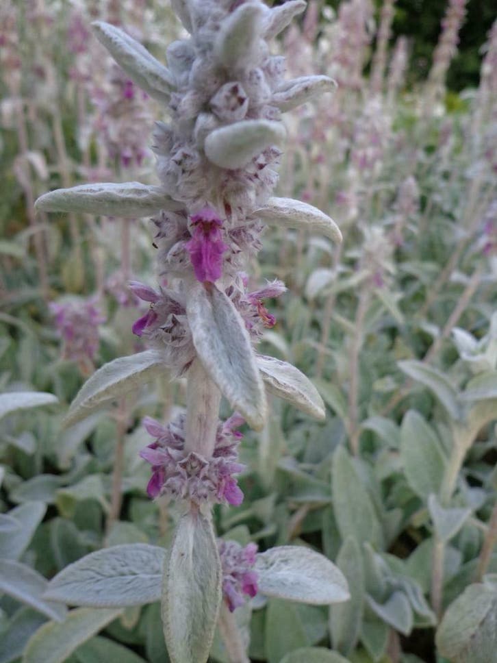 Stachys byzanthina, ezelsoor/ ezelsoren  P9 paars, Tuin en Terras, Planten | Tuinplanten, Vaste plant, Volle zon, Zomer, Ophalen of Verzenden