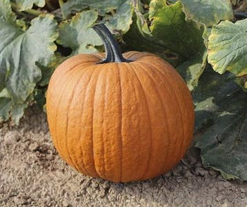 Boomer F1 PMT Halloween halloweenpompoen 50 zaden, Ophalen of Verzenden, Nieuw