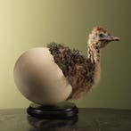 Struisvogel Kuiken in Ei Taxidermie Opgezette Dieren By Max, Verzamelen, Dierenverzamelingen, Ophalen of Verzenden, Nieuw, Vogel