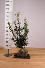 Hulst Alaska/Ilex aquifolium Alaska 50t/m175cm, Ophalen of Verzenden, Overige soorten, Haag, 100 tot 250 cm