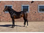 Veiling - Paard Roc - 4 jaar