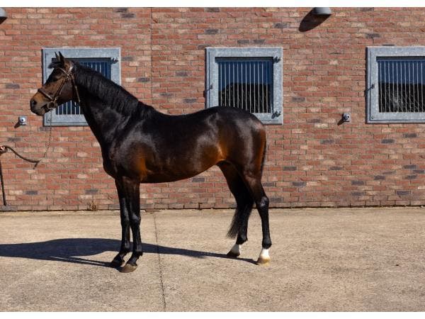 Veiling - Paard Roc - 4 jaar, Dieren en Toebehoren, Paarden