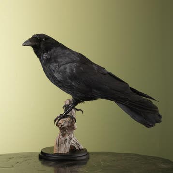 Zwarte Kraai Taxidermie Opgezette Dieren By Max, Ophalen of Verzenden, Nieuw, Vogel, Opgezet dier