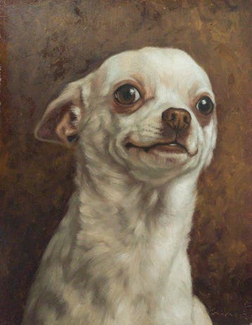Cirezzi - Chihuahua Blanco Sonriente