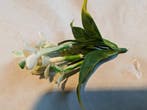 Corsage pick Stephanotus Wit 1 bloem per stuk, Ophalen of Verzenden, Nieuw
