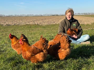 Jonge tamme kippen veel keus | gezond, gesekst en ingeënt, Vrouwelijk, Kip