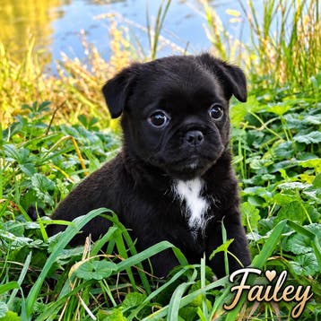 Prachtige Retromops puppys, Parvo, Overige rassen, 8 tot 15 weken, Meerdere