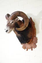 Large Mouflon head-mount Taxidermie wandmontage - Ovis a., Verzamelen, Dierenverzamelingen, Nieuw