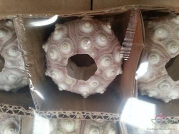 Zeeegel Sputnik 12 stuks, Hobby en Vrije tijd, Ophalen of Verzenden, Nieuw