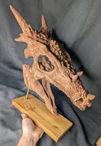 Fossiele schedel - Dracorex hogswartsia - Museum-Grade
