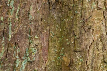Acer pseudoplatanus beveerd