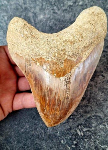 Megalodon - Fossiele tand - 14.2 cm - 10 cm