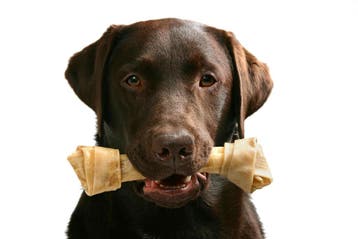 Te dikke hond ?, Dieren en Toebehoren, Verzenden, Hond