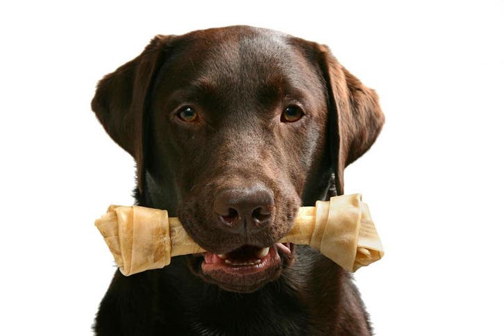Te dikke hond ?, Dieren en Toebehoren, Dierenvoeding, Hond, Verzenden