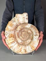 Jurassische Ammoniet - Gefossiliseerde schelp -, Verzamelen