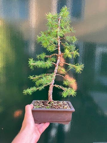 Lariks bonsai (Larix) - Hoogte (boom): 46 cm - Diepte