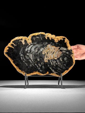 C - Prachtige grote plak versteend hout op een op maat