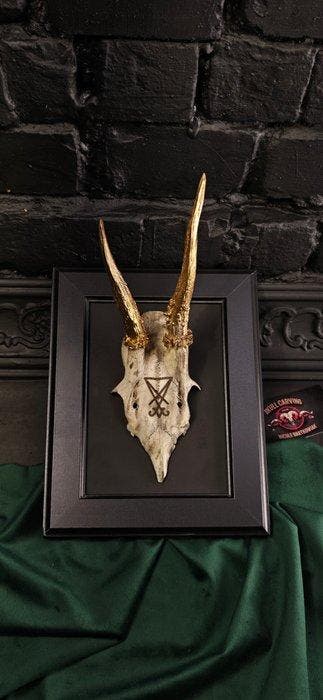 Ree Gesneden schedel - Caproleus caproleus - 15 cm - 11 cm -, Antiek en Kunst