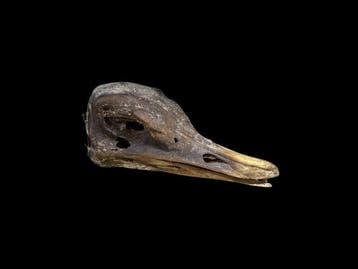 Struisvogel Taxidermie volledige montage - Struthio camelus, Nieuw