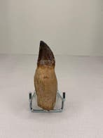 Mosasaurus - Fossiele tand - 11 cm - 5 cm (Zonder