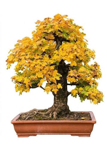 Bonsai veldesdoorn - Hoogte (boom): 100 cm - Diepte (boom):