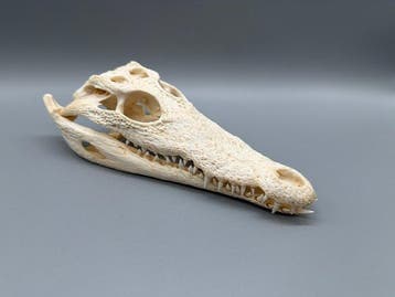 Nijlkrokodil Schedel - Crocodylus niloticus - 6 cm - 10 cm -, Nieuw