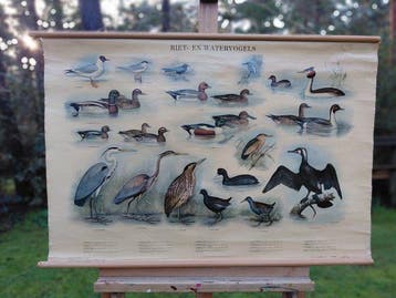 H.J. Slijper - Thieme-Zutphen - Riet- en Watervogels (1954)